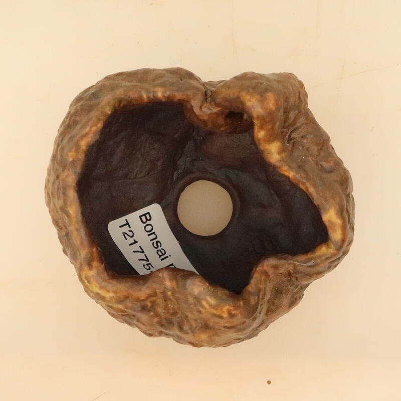 Conchiglia in ceramica 6 x 6 x 8 cm , colore marrone