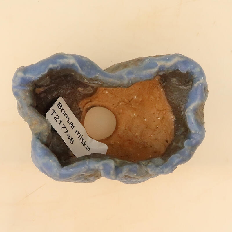 Conchiglia in ceramica 6 x 6 x 9 cm , colore blu