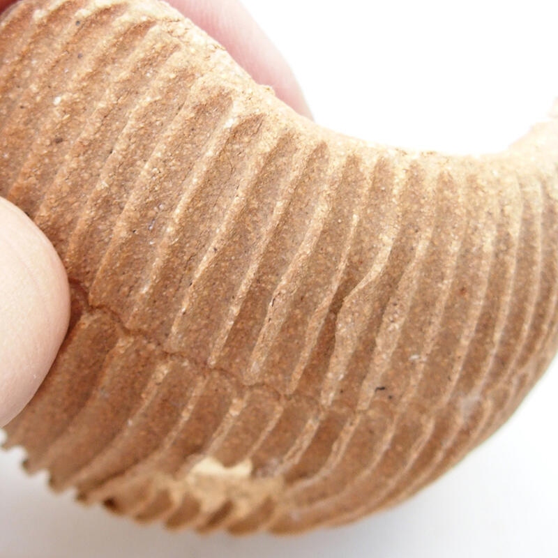 Conchiglia in ceramica 7,5 x 7,5 x 4 cm , colore nero