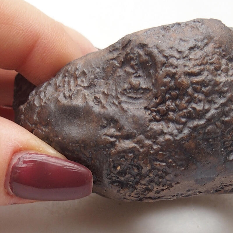 Conchiglia in ceramica 7 x 6,5 x 4 cm , colore marrone