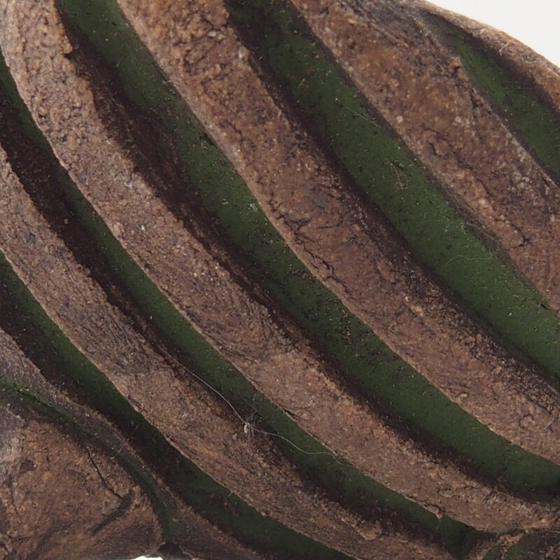 Conchiglia in ceramica 7 x 7 x 4 cm , colore verde