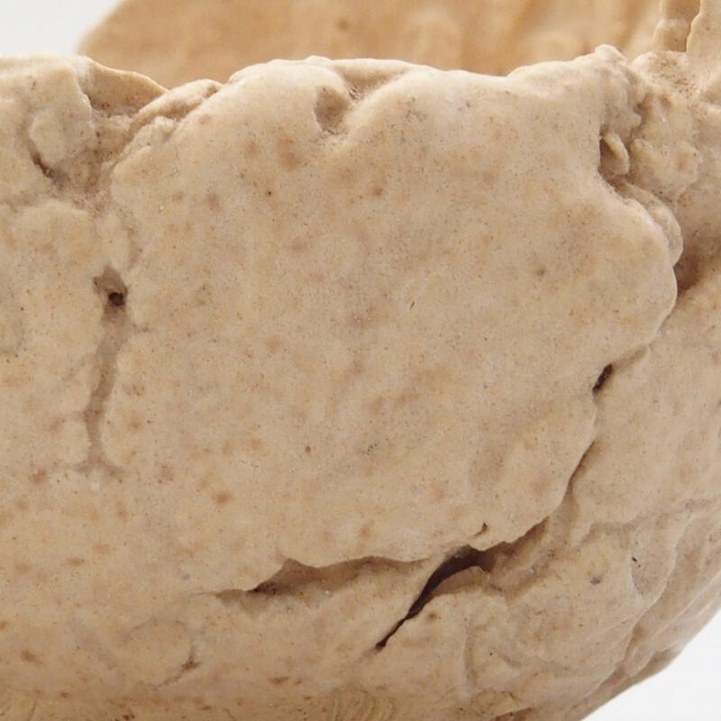 Conchiglia in ceramica 7 x 7 x 5,5 cm , colore beige