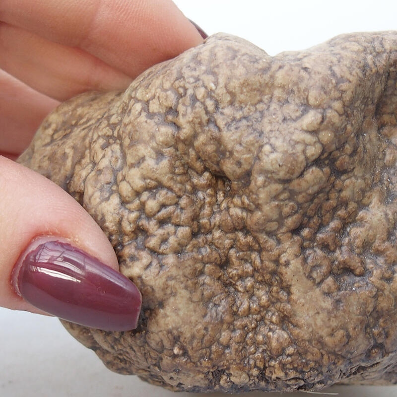 Conchiglia in ceramica 8,5 x 6,5 x 6 cm , colore beige