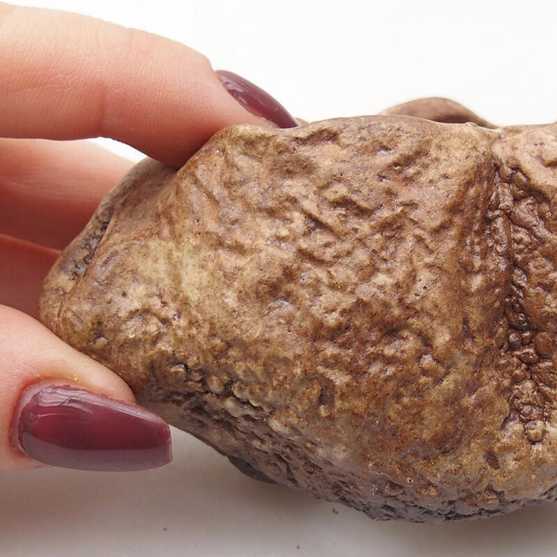 Conchiglia in ceramica 8 x 6 x 5 cm , colore marrone