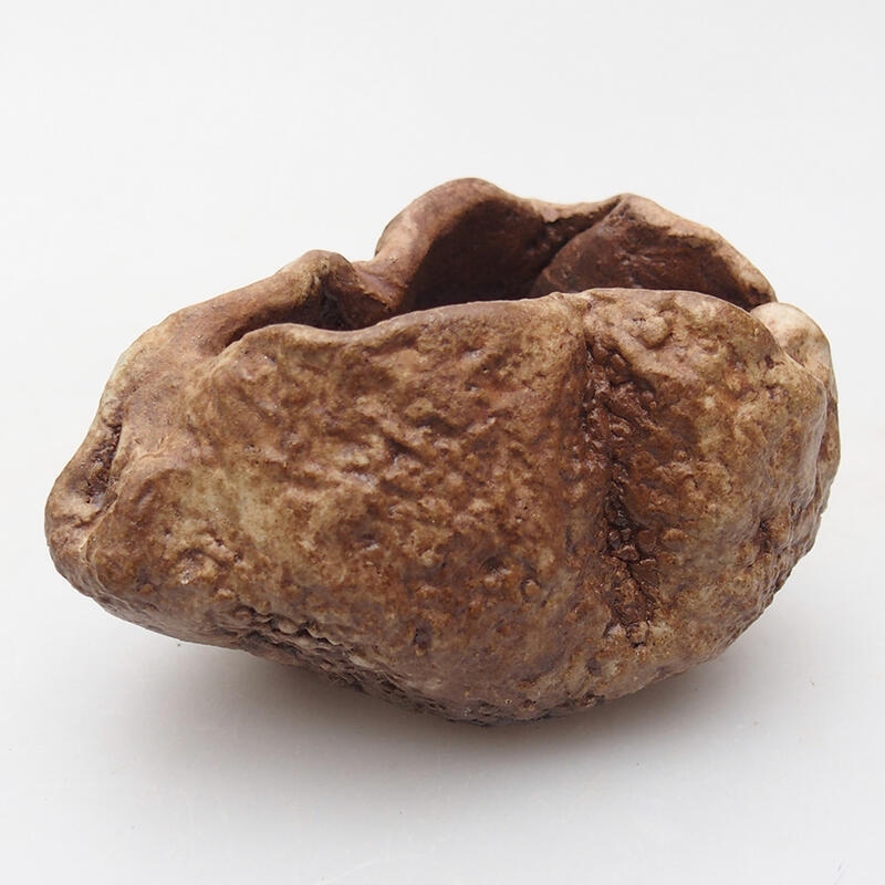 Conchiglia in ceramica 8 x 6 x 5 cm , colore marrone