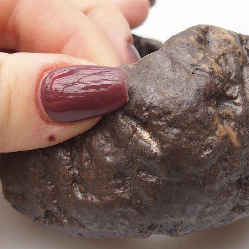 Conchiglia in ceramica 8 x 7,5 x 4,5 cm , colore marrone