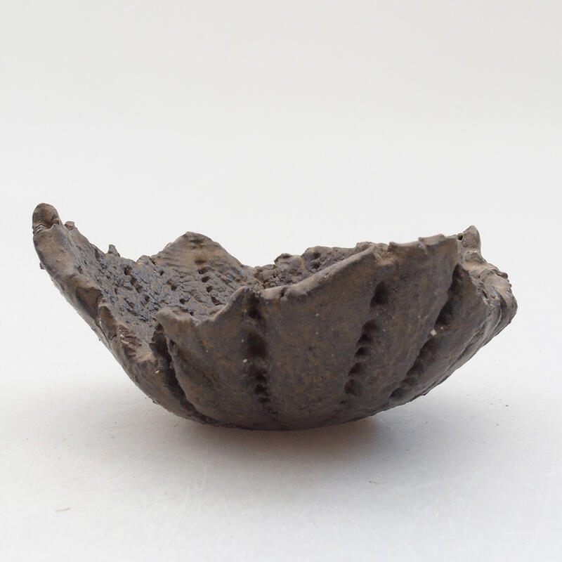 Conchiglia in ceramica 8 x 7,5 x 4 cm , colore marrone