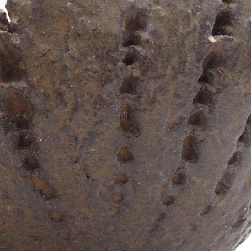 Conchiglia in ceramica 8 x 7,5 x 4 cm , colore marrone