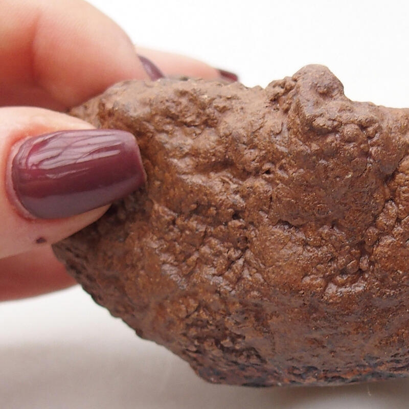 Conchiglia in ceramica 8 x 7,5 x 5,5 cm , colore marrone