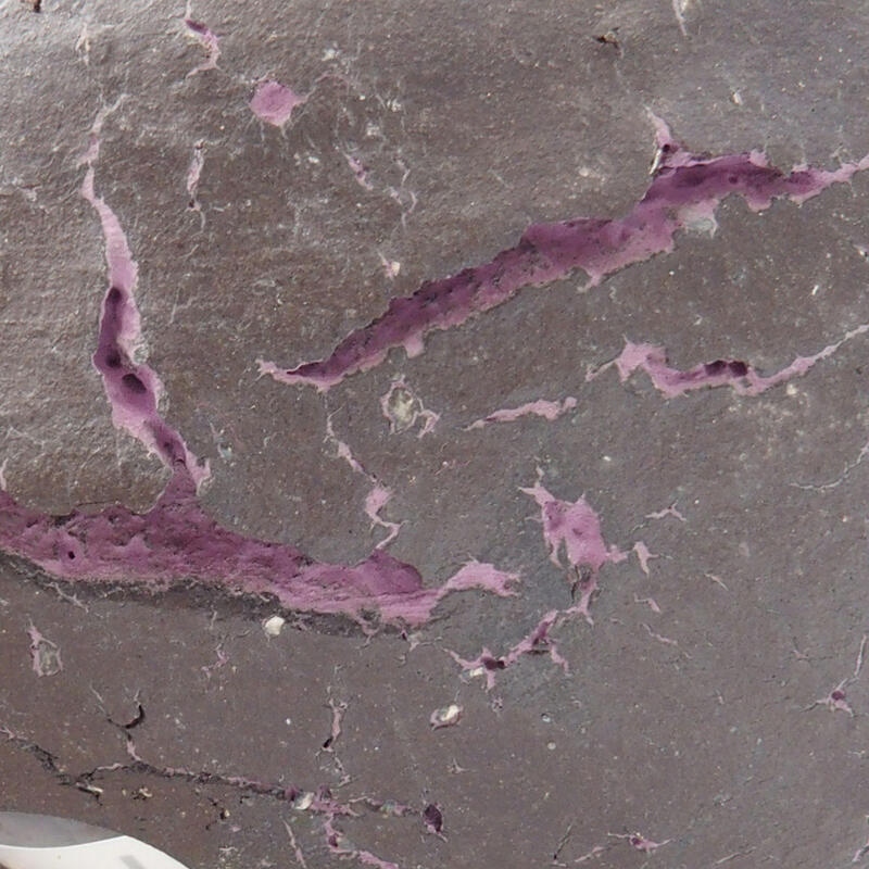 Guscio in ceramica  8 x 8 x 4 cm, colore viola