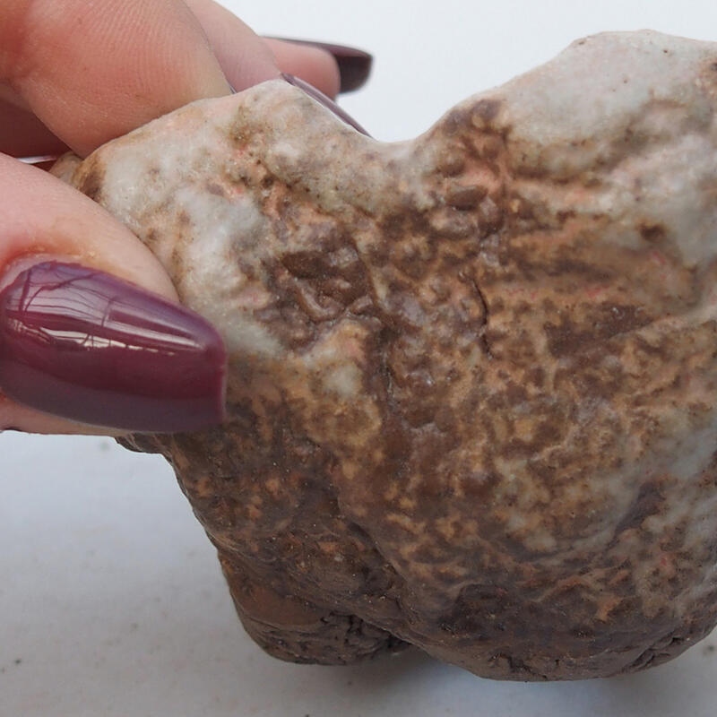 Conchiglia in ceramica 8 x 8 x 5 cm , colore beige