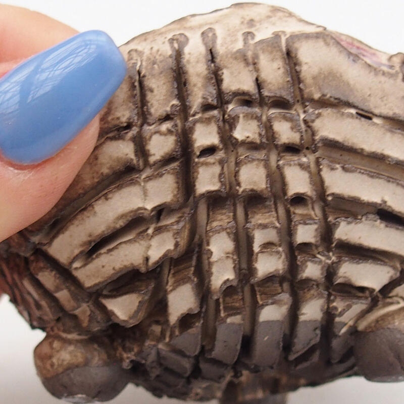 Conchiglia in ceramica 9 x 8,5 x 5,5 cm , colore beige