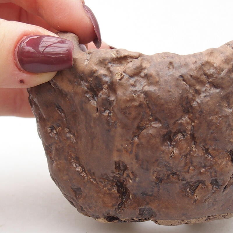 Conchiglia in ceramica 9 x 8,5 x 6 cm , colore marrone