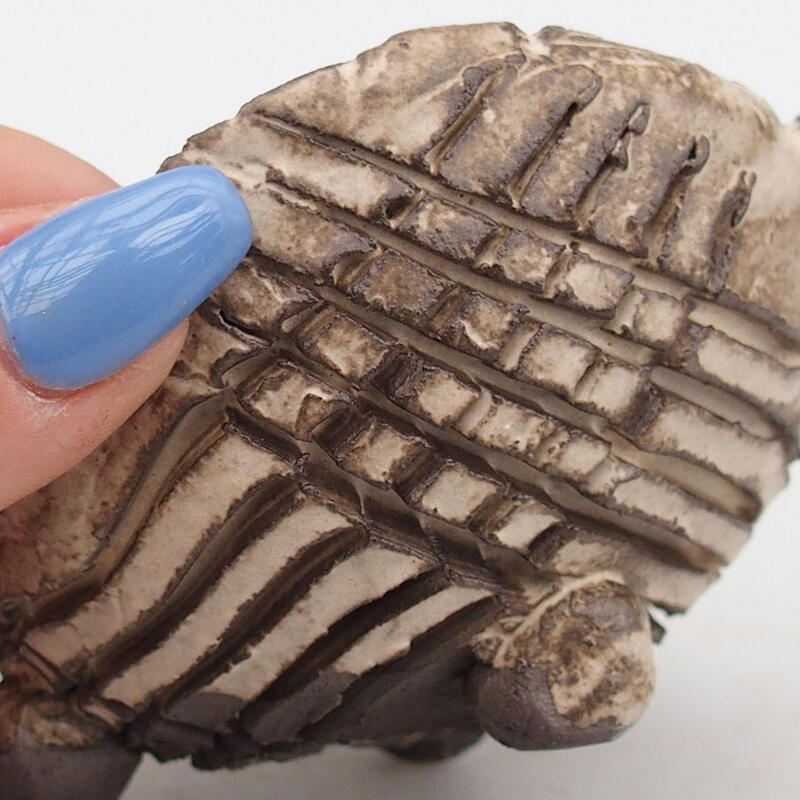 Conchiglia in ceramica 9 x 8 x 5,5 cm , colore beige