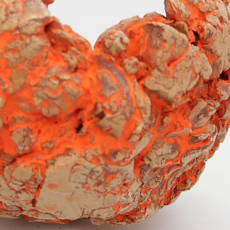 Guscio in ceramica  9 x 9 x 5,5 cm, colore grezzo