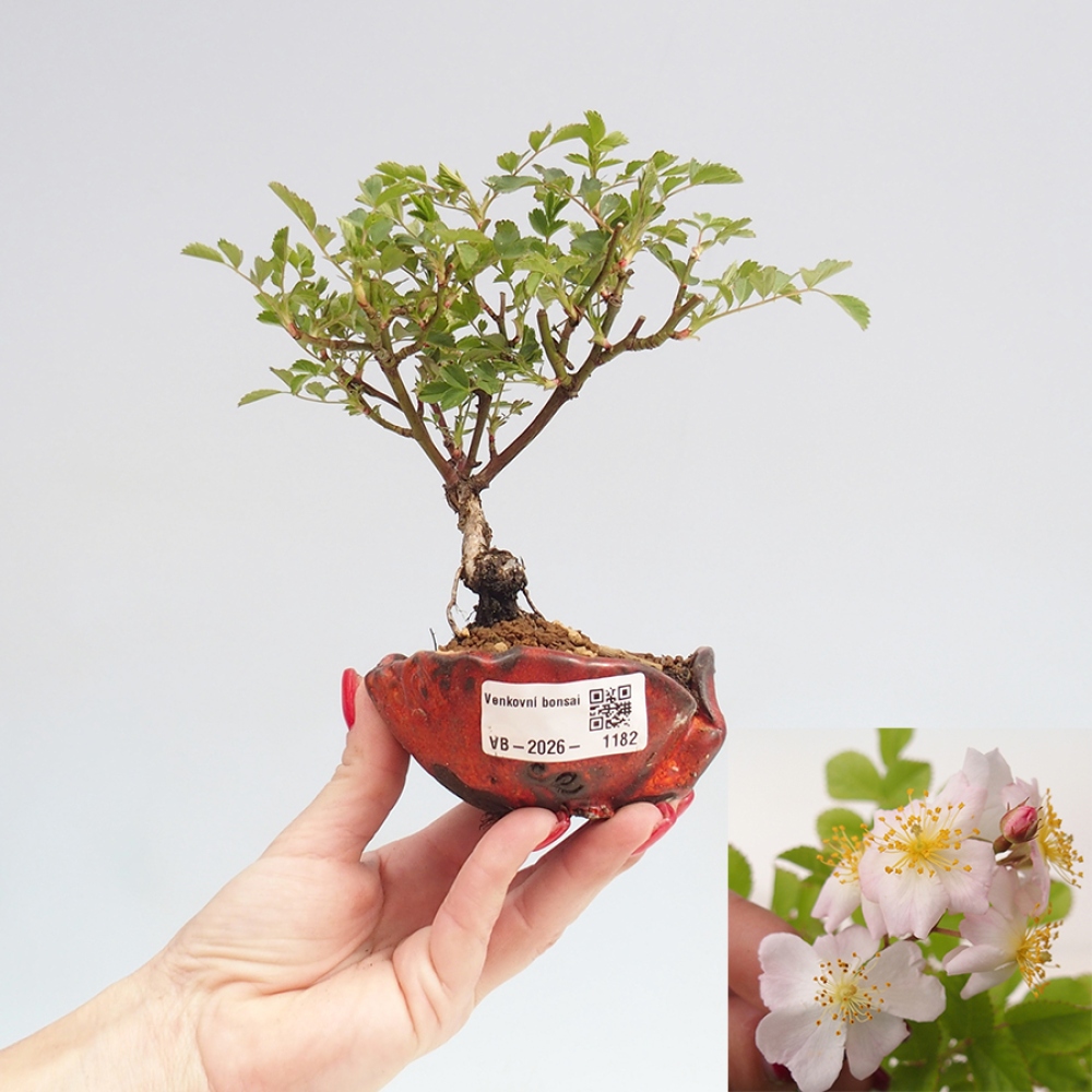 Bonsai da esterno - Rosa sp. - rosa a fiore piccolo