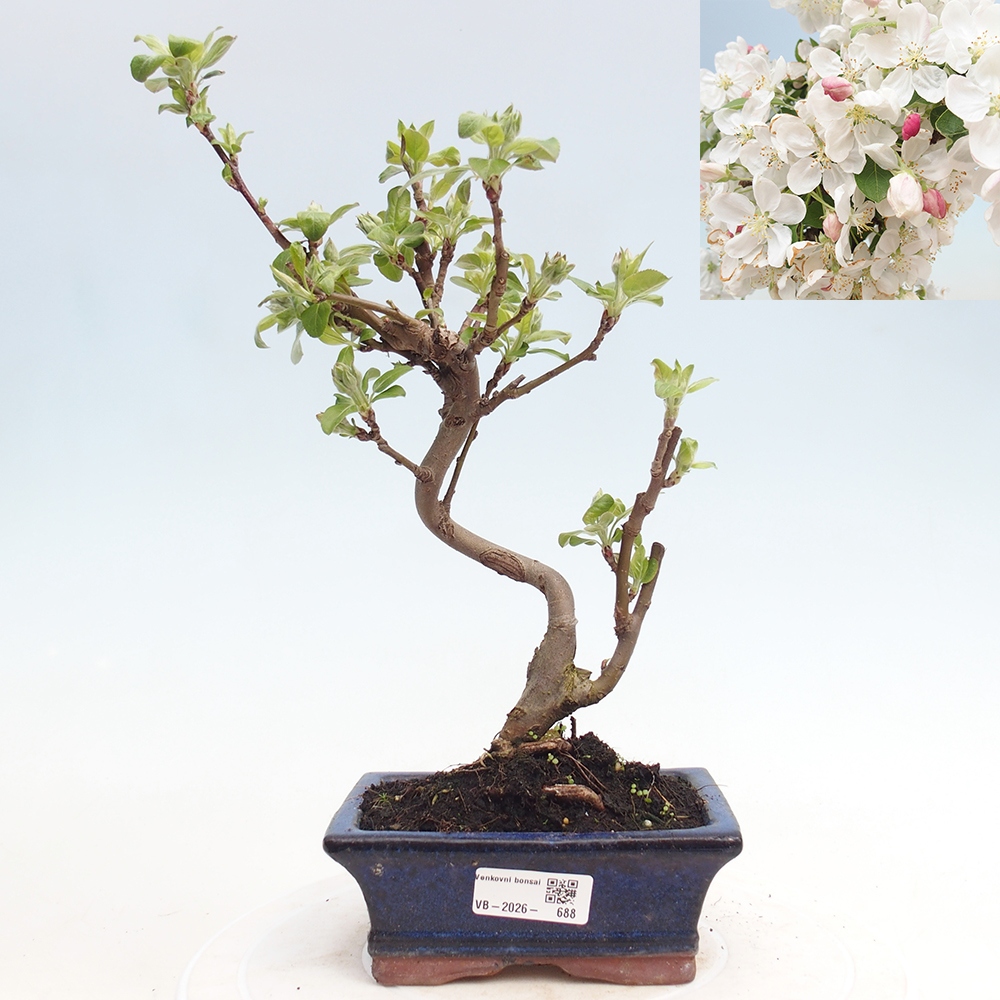 Bonsai da esterno -Malus halliana - Melo a frutto piccolo