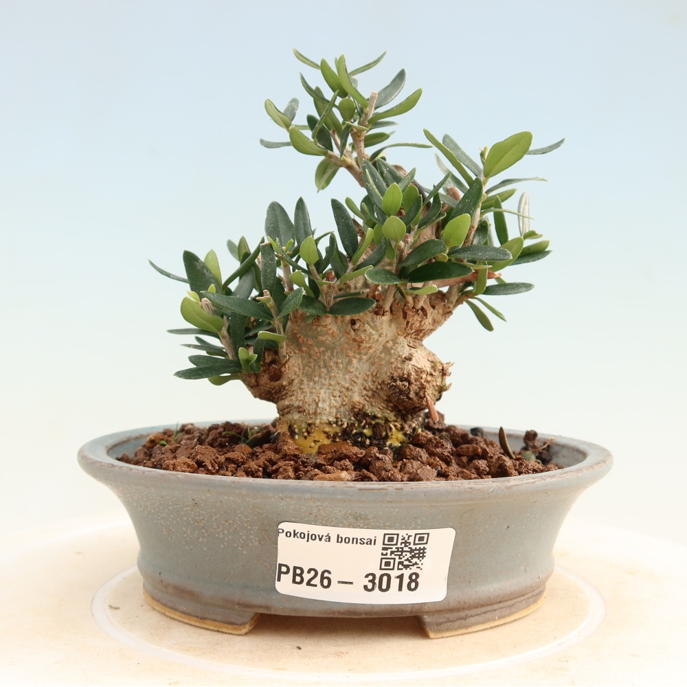 Bonsai da interno - Olea europaea sylvestris