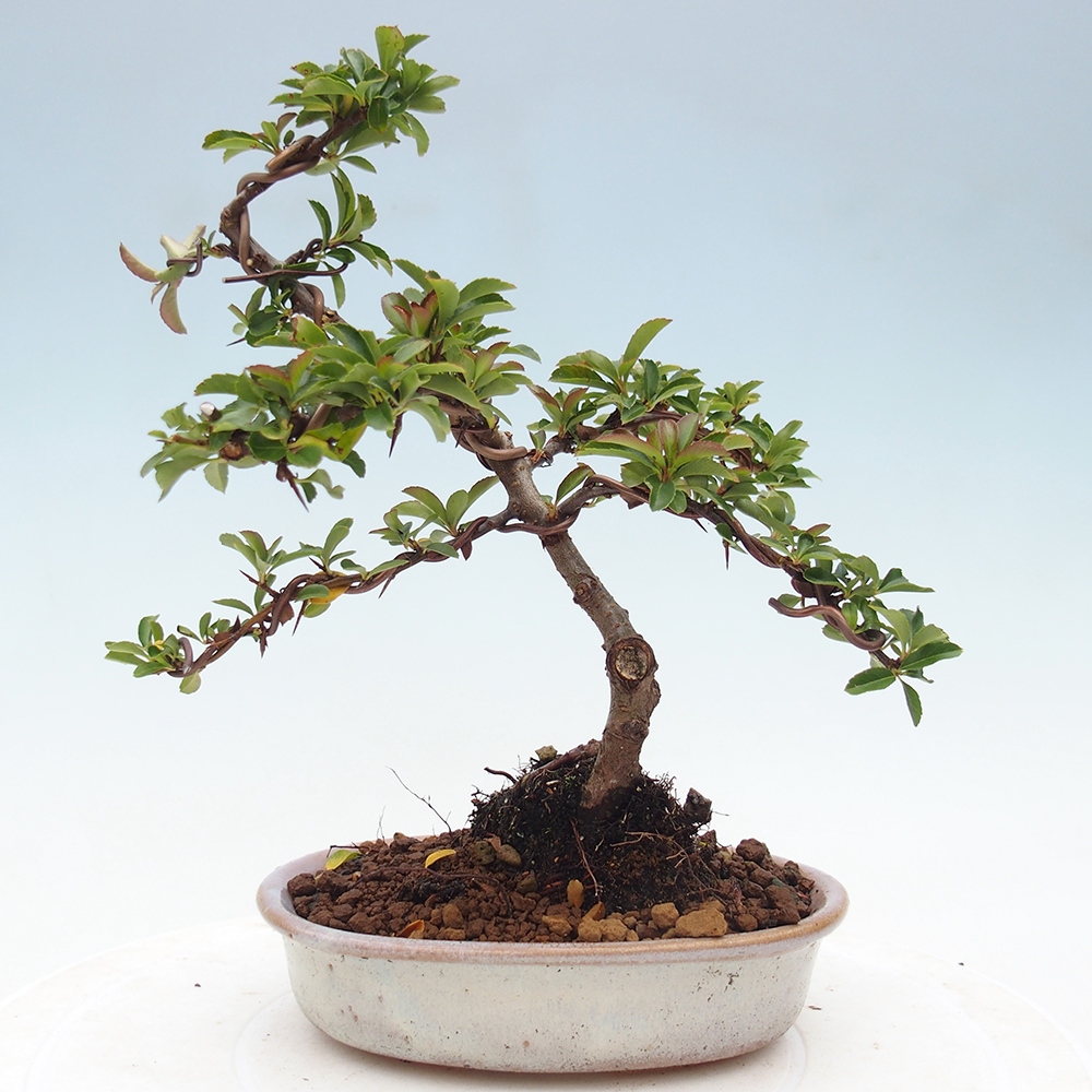 Bonsai da esterno-Pyracantha Teton -Hlox