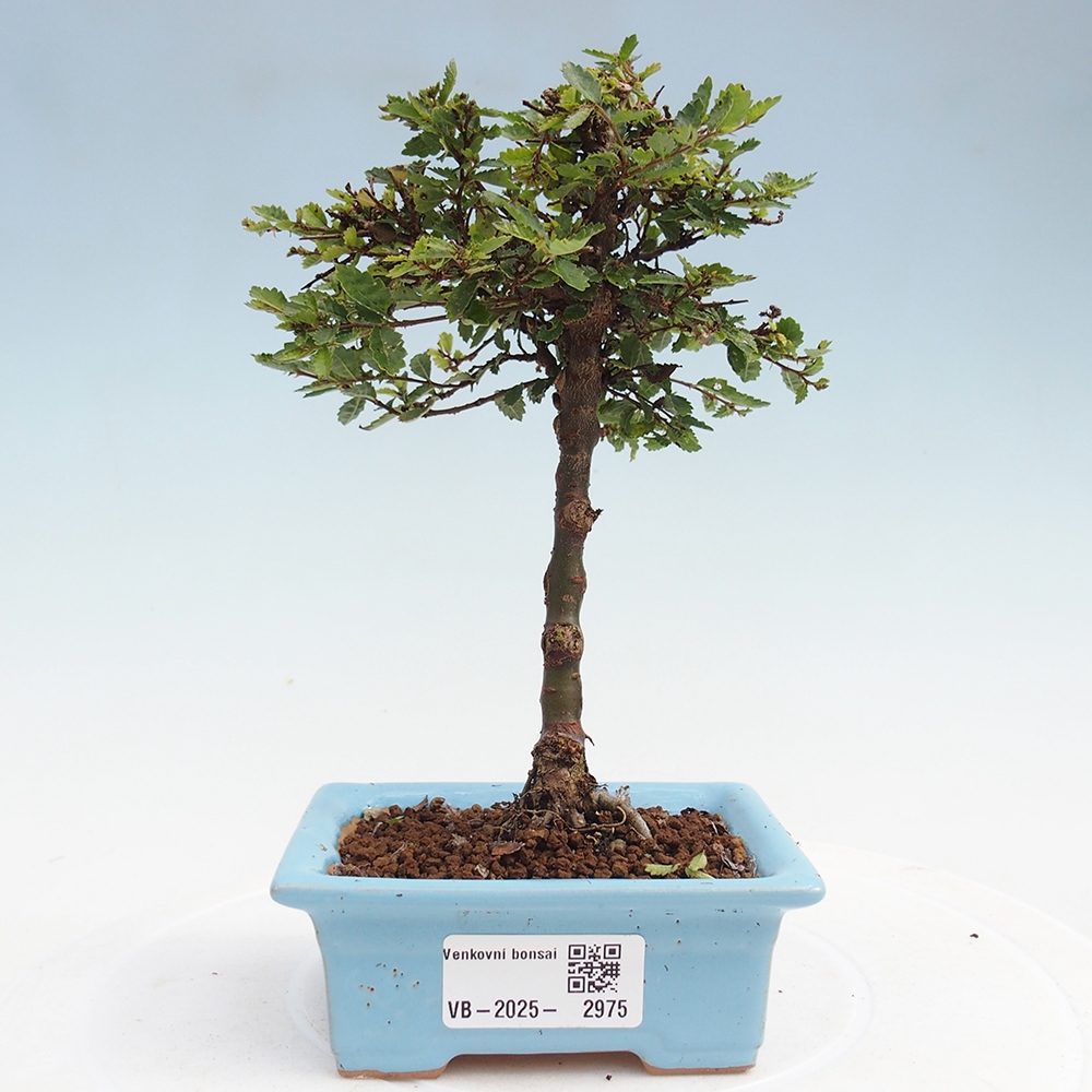 Bonsai da esterno - Ulmus parvifolia Sagei - Olmo a foglie piccole