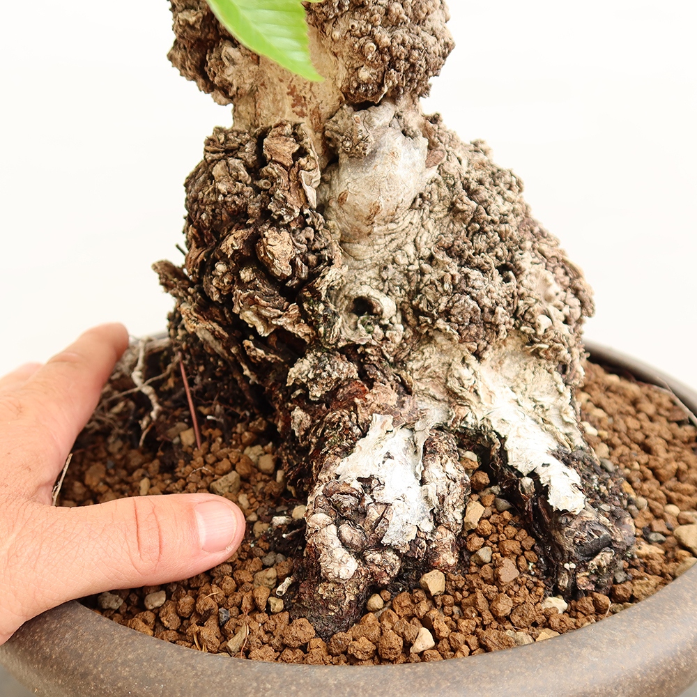 Bonsai da esterno -Carpinus Coreana - Carpino coreano