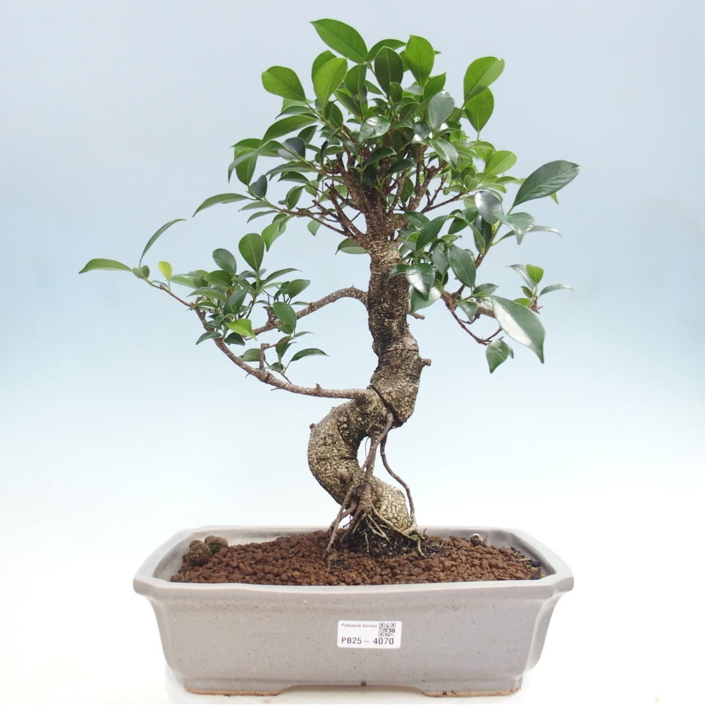 Camera bonsai - Ficus kimmen - ficus a foglie piccole