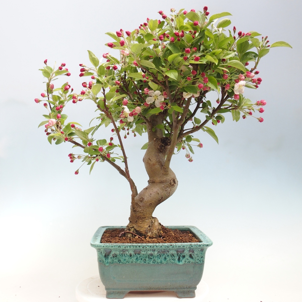 Bonsai da esterno -Malus halliana - Melo a frutto piccolo