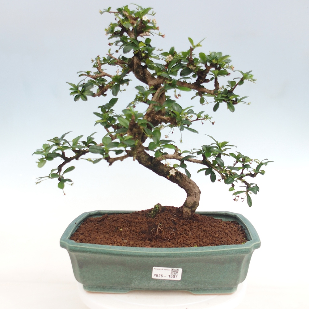 Camera bonsai - Carmona macrophylla - Tea fuki