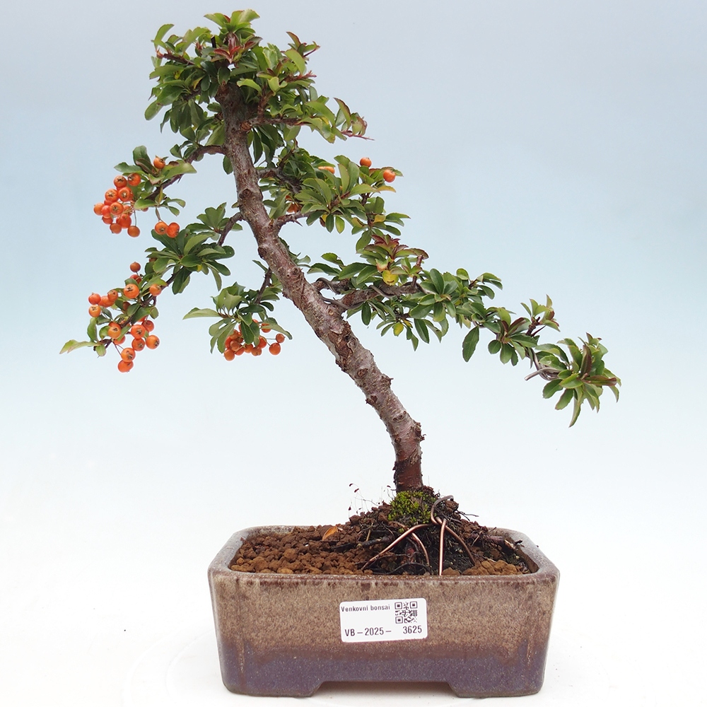 Bonsai da esterno-Pyracantha Teton -Hlox