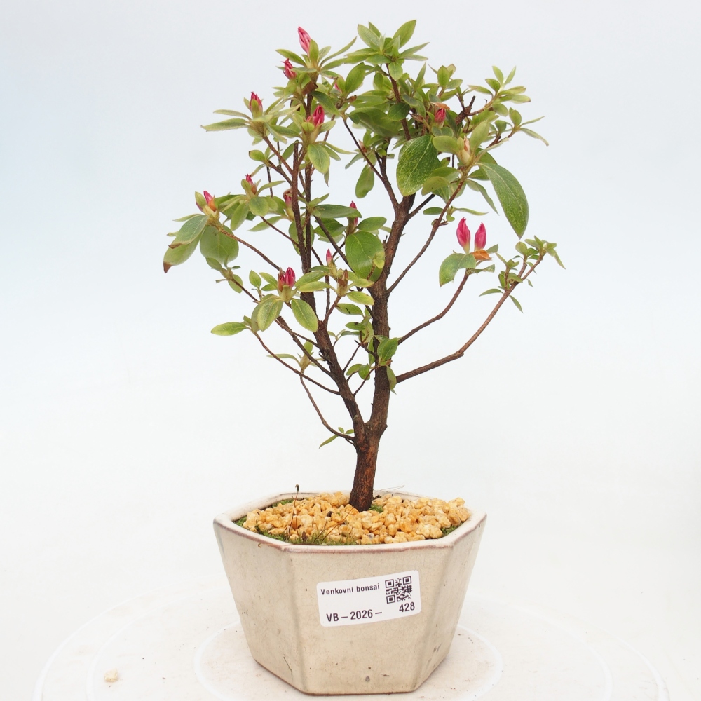 Bonsai da esterno - Azalea giapponese - Azalea sp.