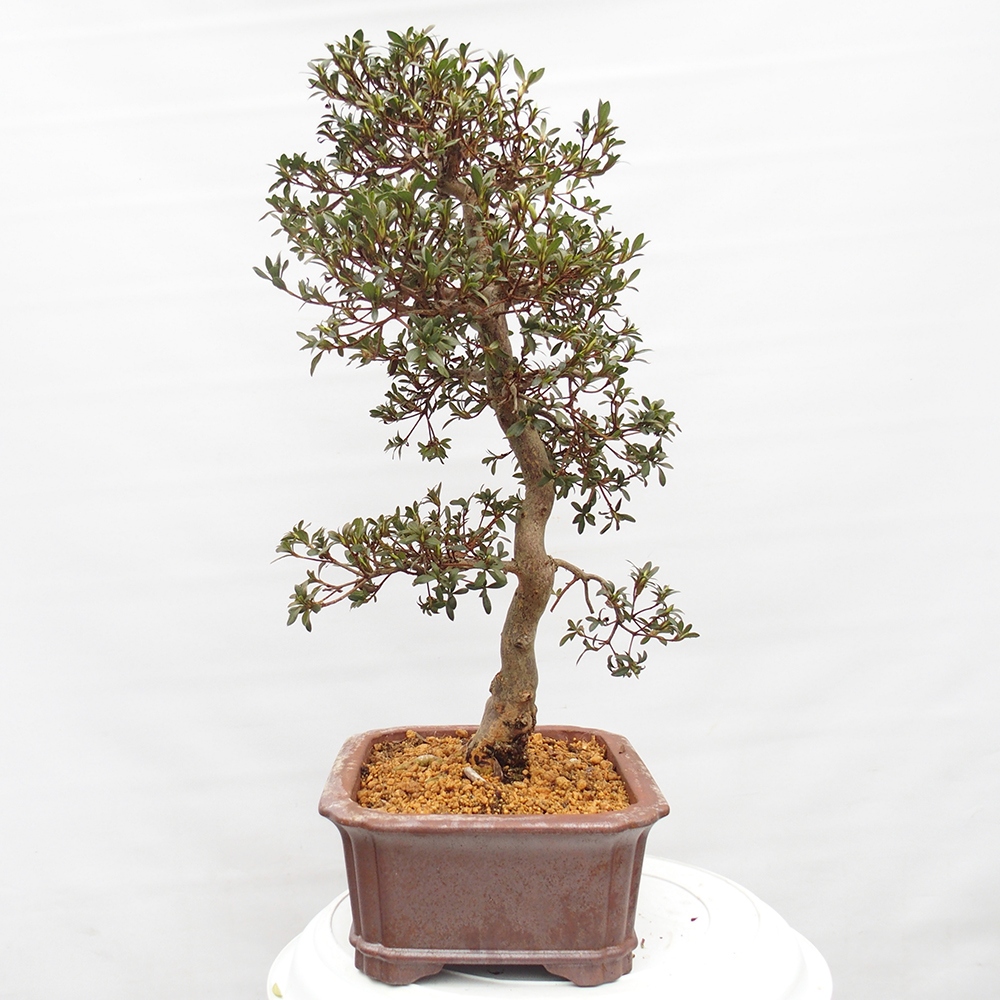 Bonsai da esterno - Azalea giapponese - Azalea satsuki
