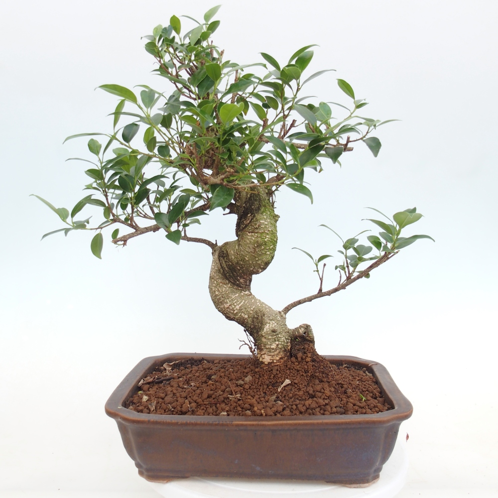 Camera bonsai - Ficus kimmen - ficus a foglie piccole