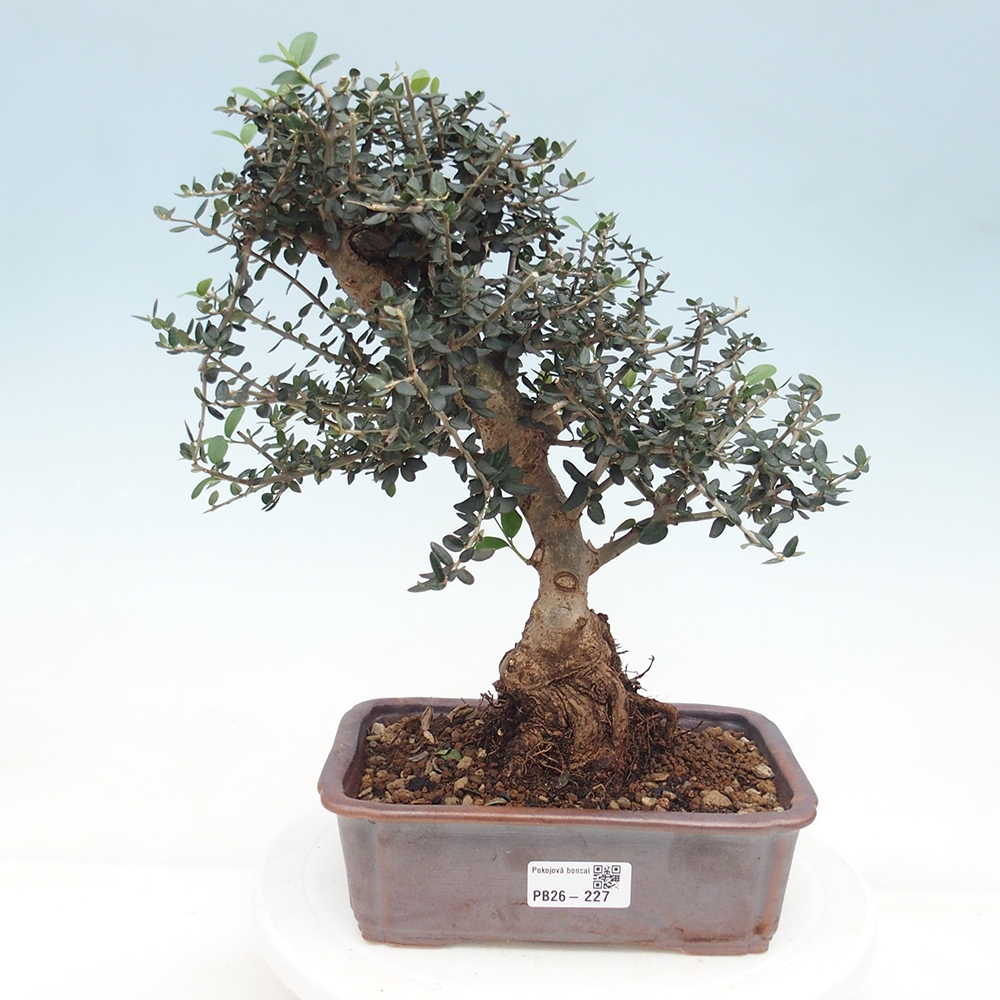 Bonsai da interno - Olea europaea sylvestris