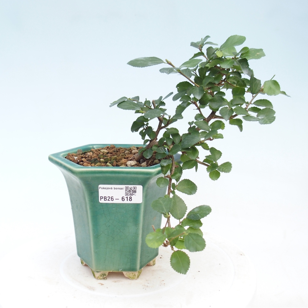 Bonsai da interno - Grewia occidentalis - Stella marina della lavanda