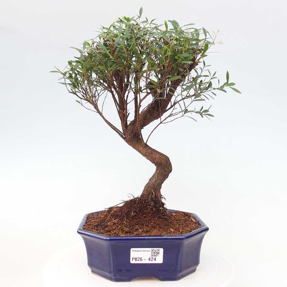 Camera bonsai - Syzygium - Pimento