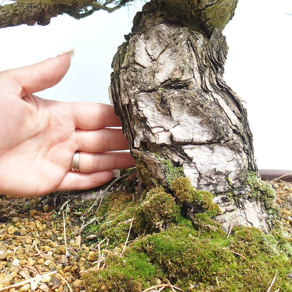 Bonsai da esterno - Pinus parviflora - Pinus parviflora