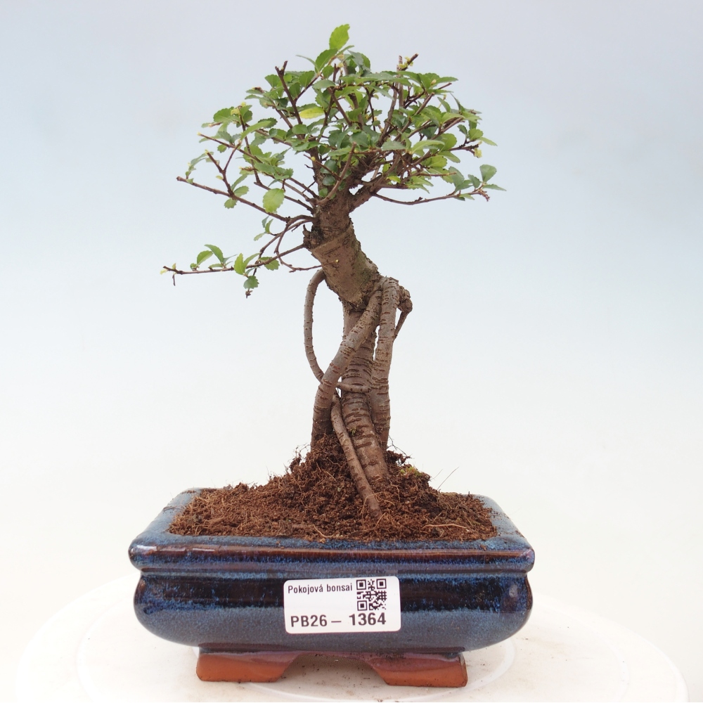 Camera bonsai - Ulmus parvifolia - Olmo a foglie piccole