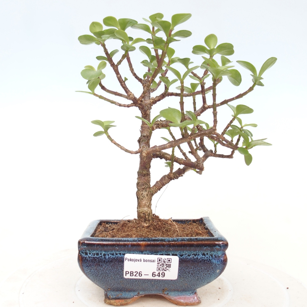 Camera bonsai - Portulakaria Afra - Tlustice