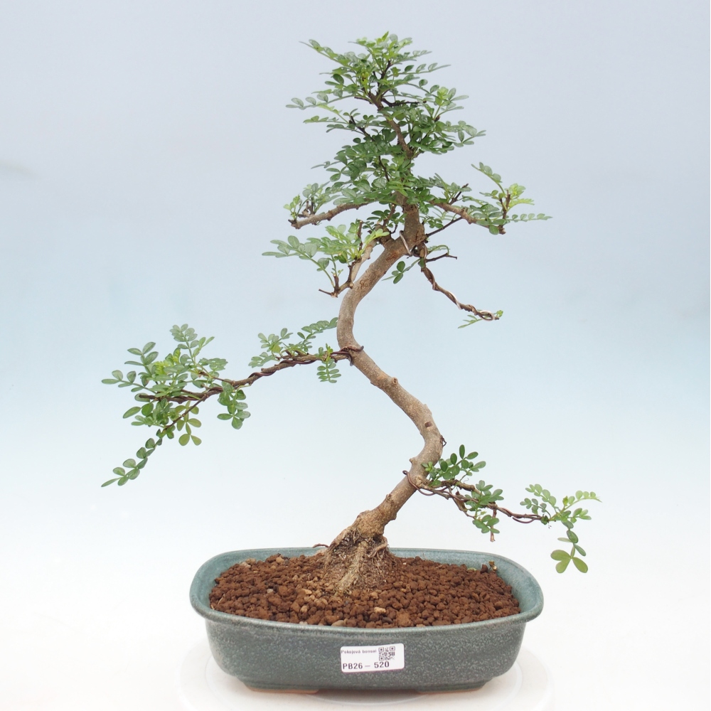 Camera bonsai - Zantoxylum piperitum - albero del pepe