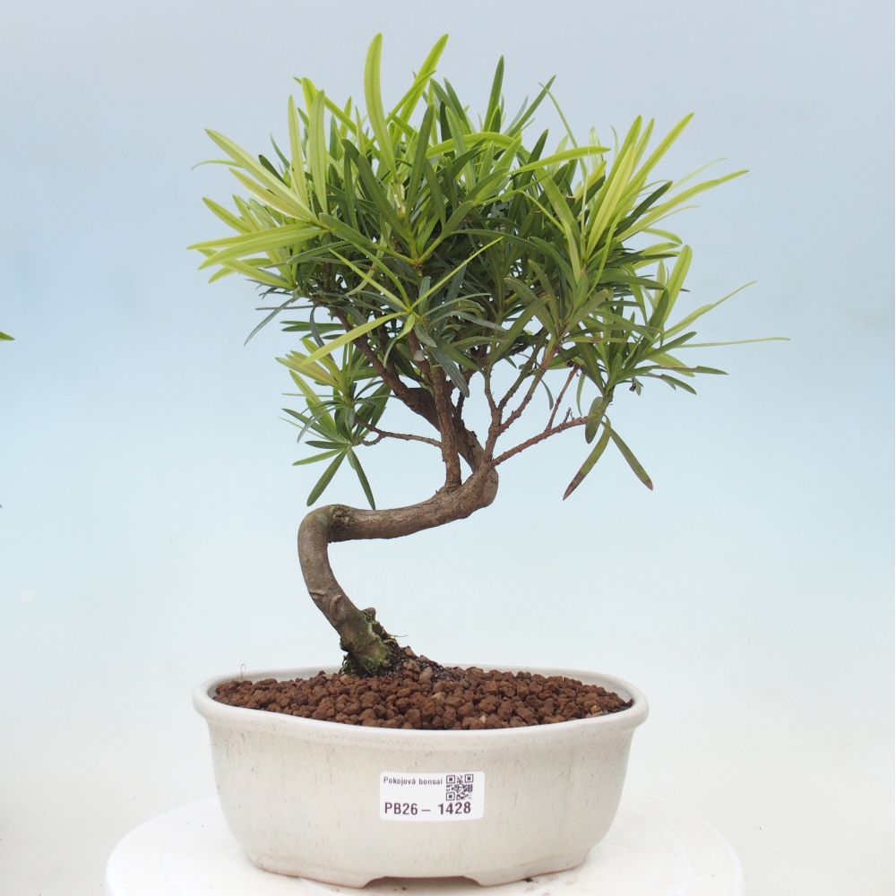 Camera bonsai - Podocarpus - Tasso delle pietre