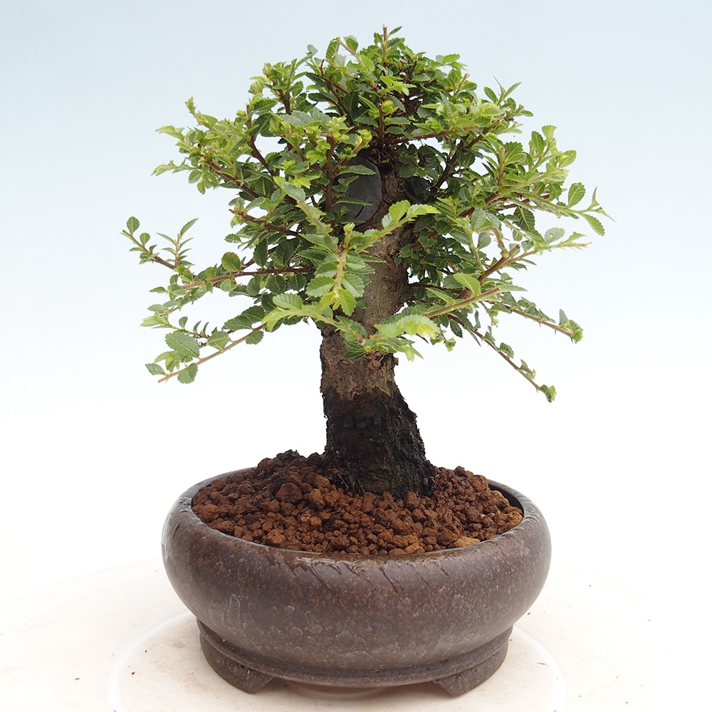 Bonsai da esterno - Ulmus parvifolia Hokkaido - Olmo cinese