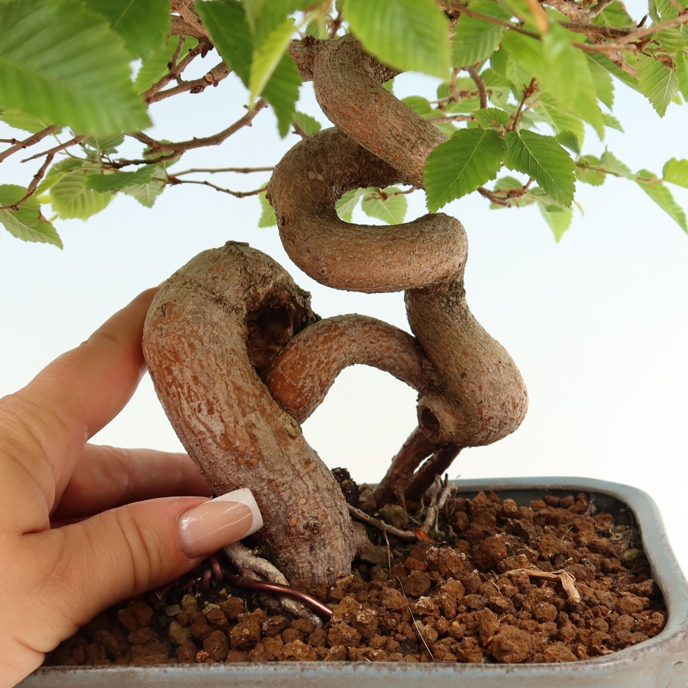 Bonsai da esterno -Carpinus Coreana - Carpino coreano