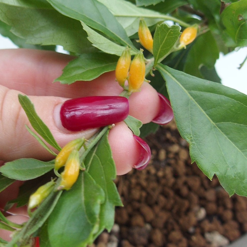Camera bonsai - Duranta repens -Duranta