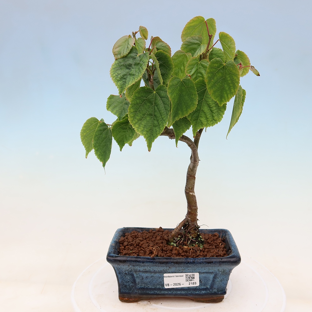 Bonsai da esterno - Tiglio cordato - Tilia cordata