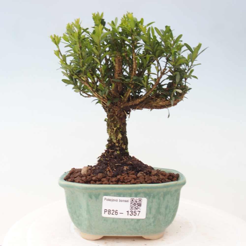 Camera bonsai - Buxus harlandii - buxus da sughero