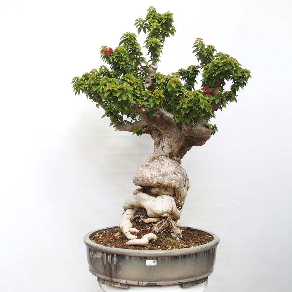 Camera bonsai - Bouganwilea