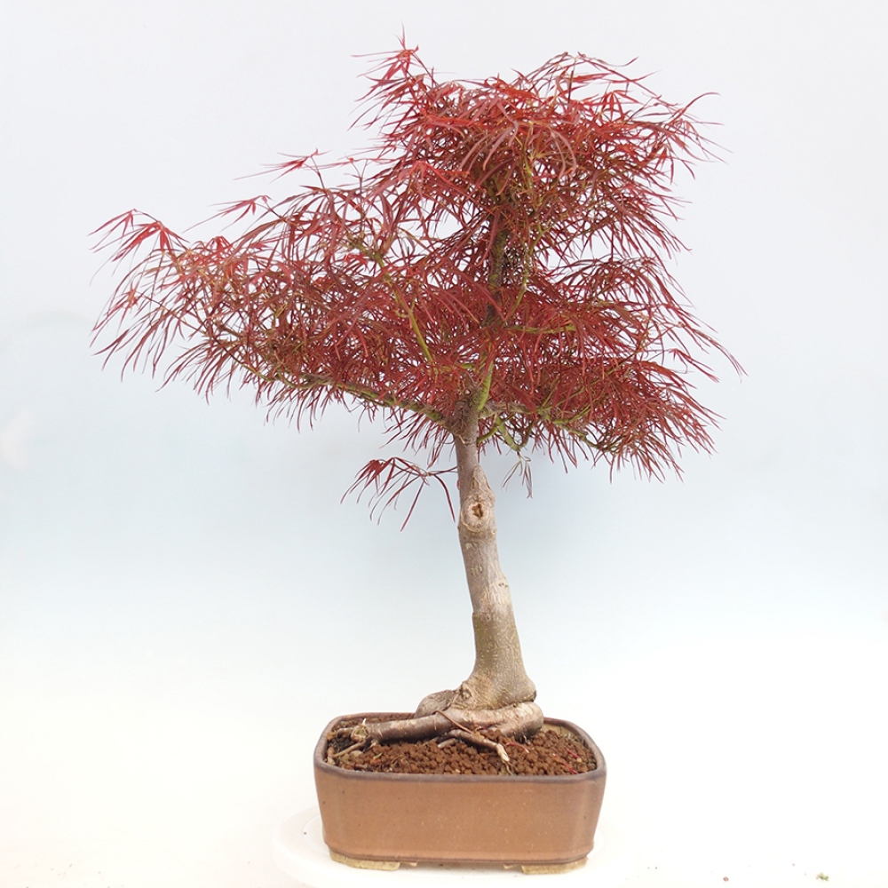 Bonsai da esterno - Acer palmatum RED PYGMY