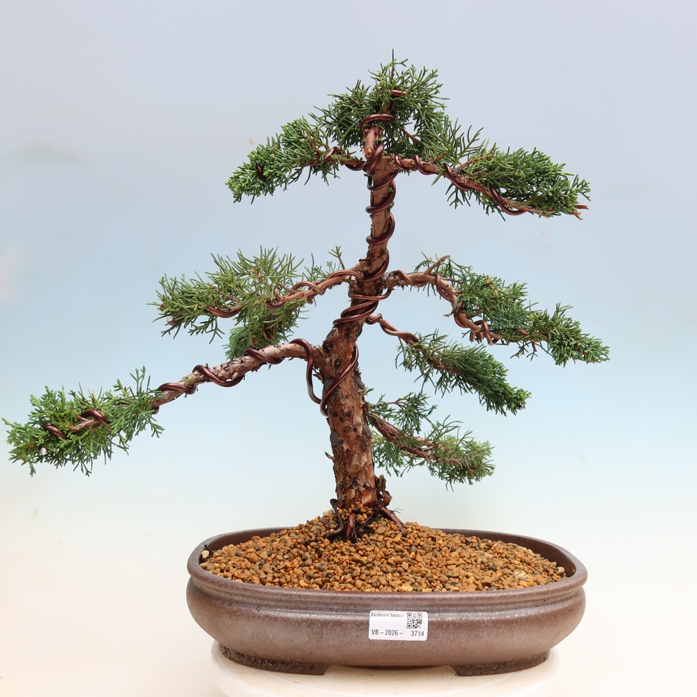 Bonsai da esterno - Juniperus chinensis Kishu