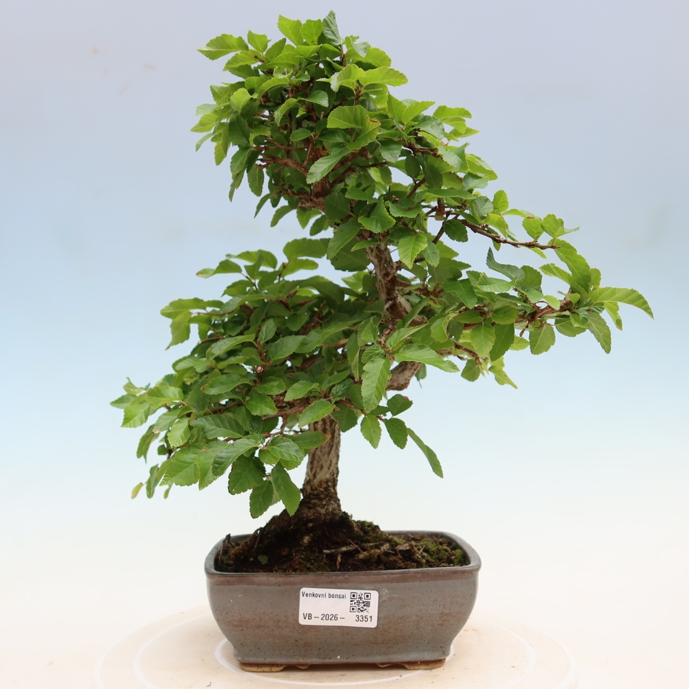 Bonsai da esterno -Carpinus Coreana - Carpino coreano