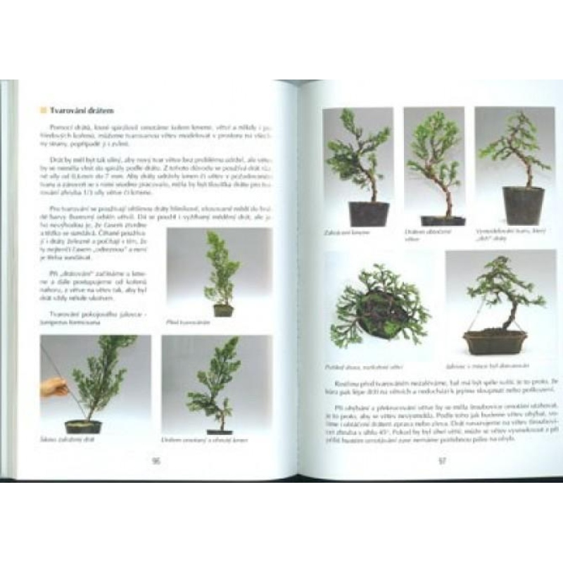 Libro dei bonsai non solo nella casa del pannello